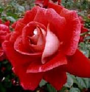 Realistic Red Rose unknow artist